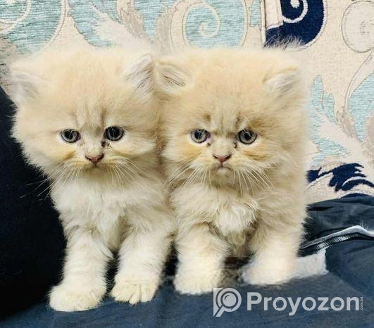 High Quality Persian Kitten