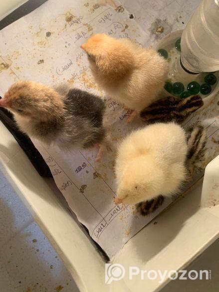 Brahama Morgir Baccha 4pis