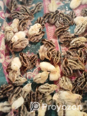 কোয়েল পাখি