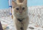 Cat Sell