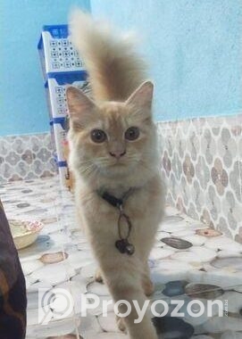 Cat Sell