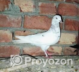 fitted-77_2025-09-28_11-03-37