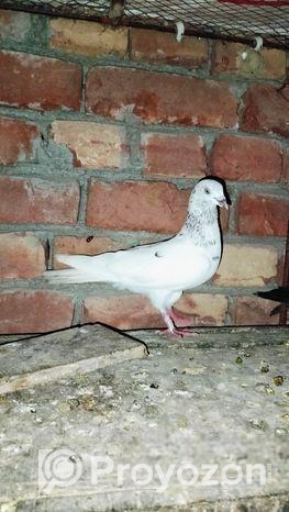 ক্রশ বিদেশি