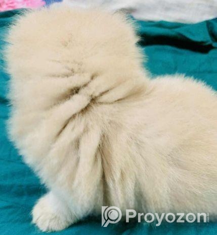 High Quality Persian Kitten