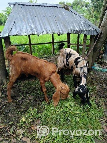 একটি খাসি ছাগি