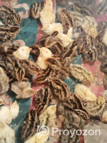 কোয়েল পাখি