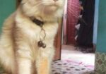 Cat Sell