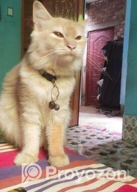 Cat Sell
