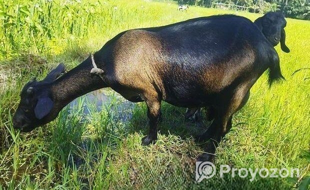 একটি ছাগল বিক্রি করা হবে