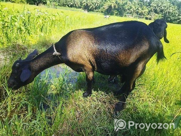 একটি ছাগল বিক্রি করা হবে