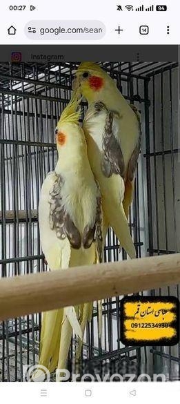 ককাটেল ও লাভ বার্ড পাখী বিক্রয় করা হবে