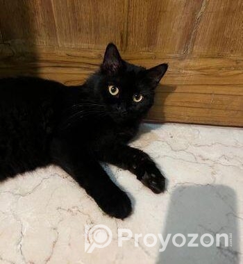 Mixed breed female