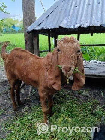 একটি খাসি ছাগি