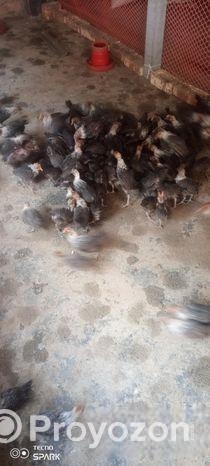 ফাওমি মুরগি