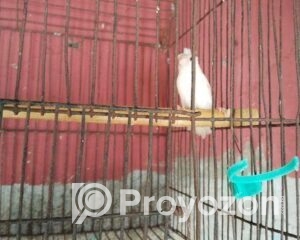 fitted-79_2025-09-22_00-04-54