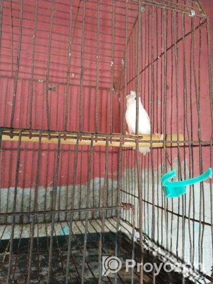 একপিস ক্রেস্টড ফিঞ্চ মেল পাখি