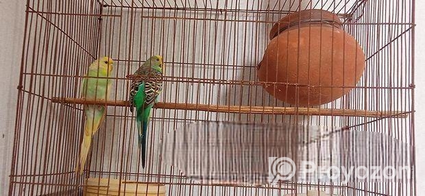দুই পিস ডায়মন্ড ডাভ (নর)