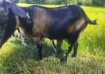 একটি ছাগল বিক্রি করা হবে
