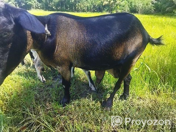 একটি ছাগল বিক্রি করা হবে