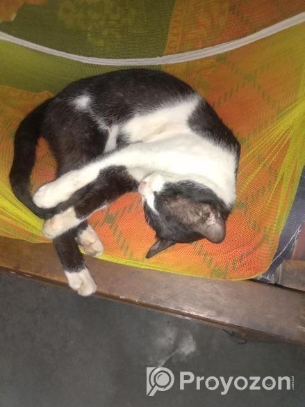 দেশি বিড়াল