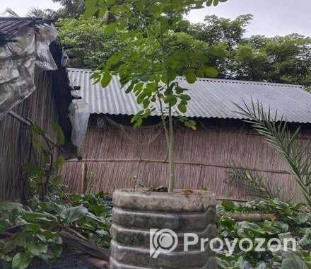 বারোমাসি সাজনা গাছ