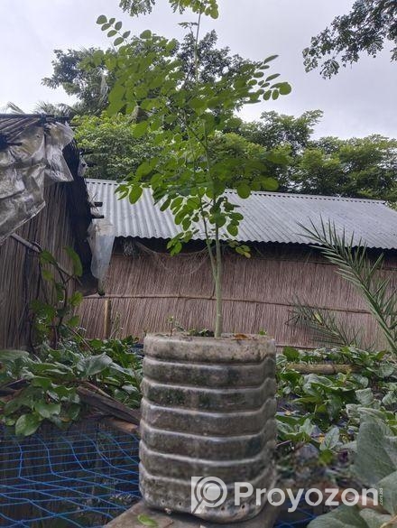 বারোমাসি সাজনা গাছ