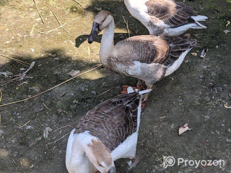 রাজহাঁস বিক্রি করা হবে।