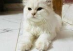 Parsian cat sell