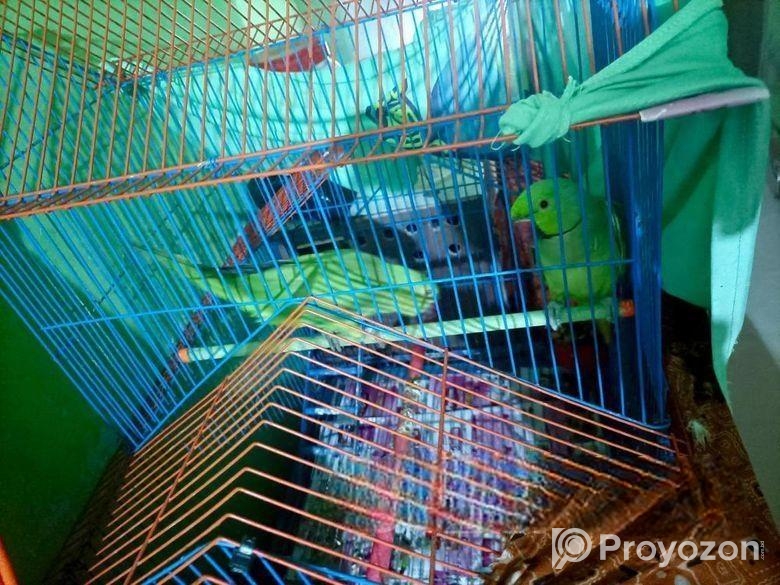 একজোড়া ইন্ডিয়ান রিংনেট টিয়া