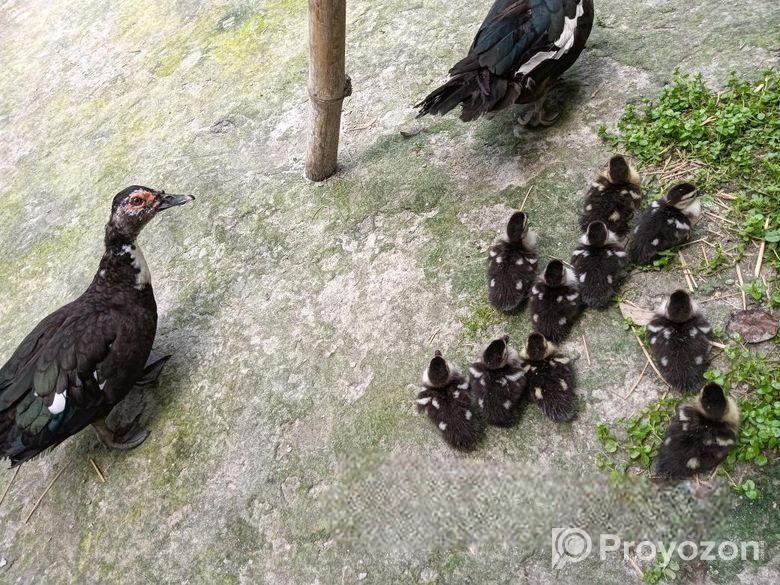 চিনা হাসের বাচ্চা