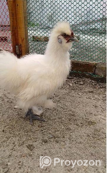 সিল্কি মোরগ বিক্রি হবে