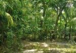 Land Sale