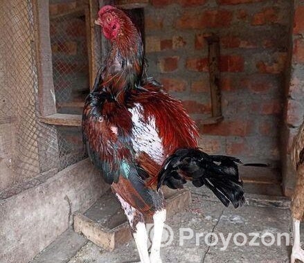আসিল মোরগ