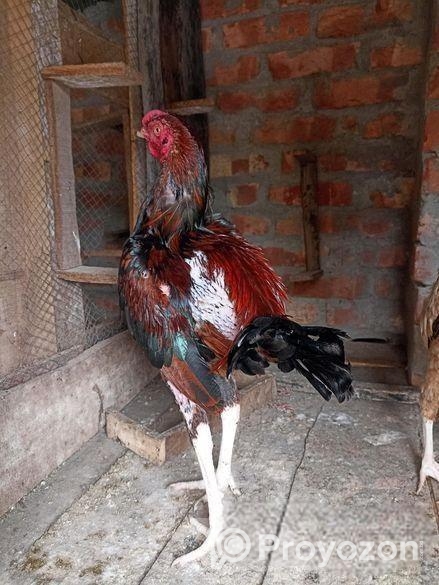 আসিল মোরগ