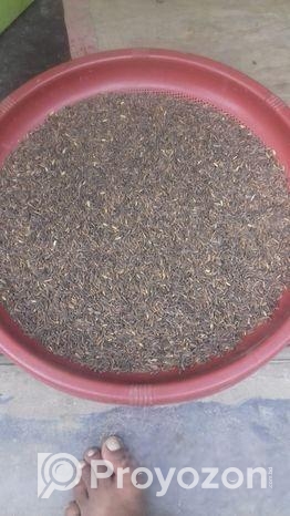 কলো জাতের বীজ ধান