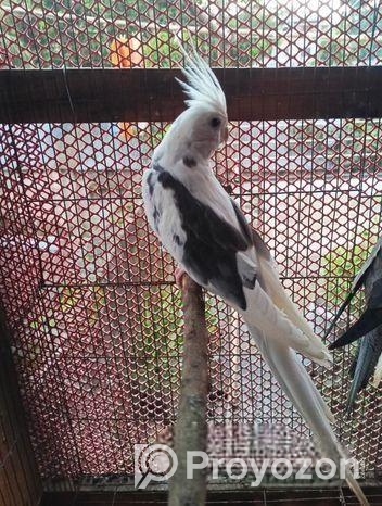 পাইড কাকাটেল মেল