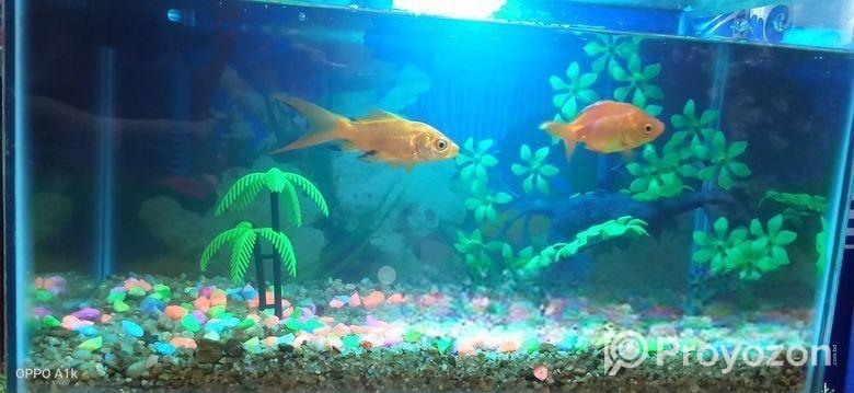 একুরিয়াম বিক্রি হবে (aquriam)