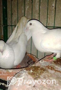 কালদম ফুল রানিং