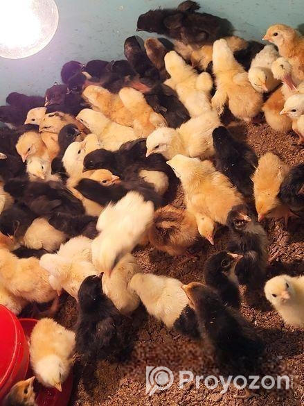 টাইগার মুরগীর বাচ্চা