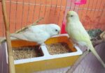 Budriger Running Pair