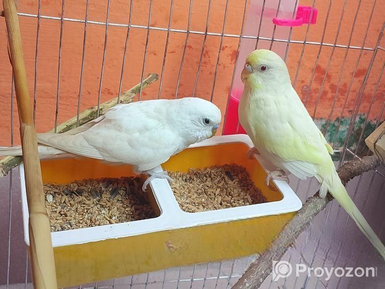 Budriger Running Pair