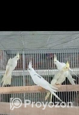 ককাটেল ও লাভ বার্ড পাখী বিক্রয় করা হবে