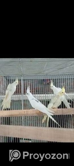 ককাটেল ও লাভ বার্ড পাখী বিক্রয় করা হবে