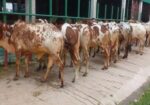 ৯ টি এড়ে ষাঁড় বাছুর কিনুন অল্প দামে।(৯৪নং সিরিয়াল)