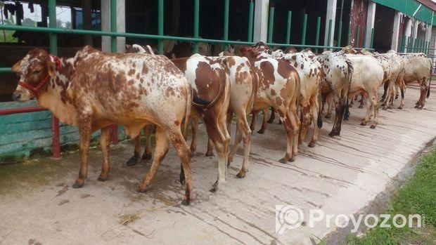 ৯ টি এড়ে ষাঁড় বাছুর কিনুন অল্প দামে।(৯৪নং সিরিয়াল)