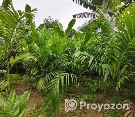 সুপারি গাছের চারা