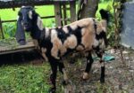 একটি খাসি ছাগি
