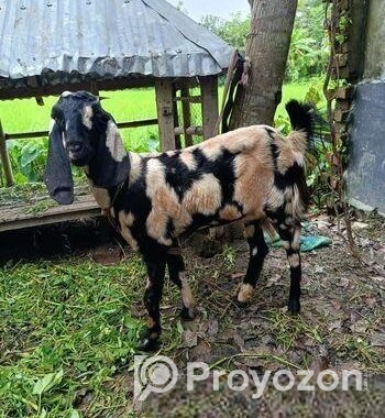 একটি খাসি ছাগি