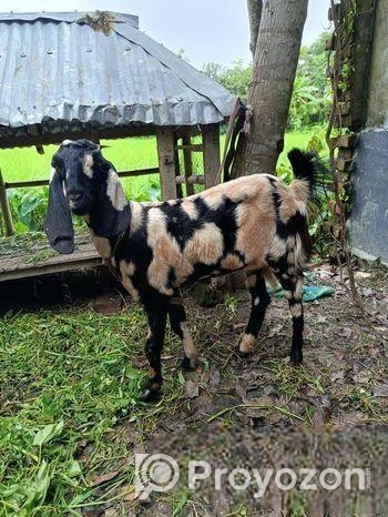 একটি খাসি ছাগি