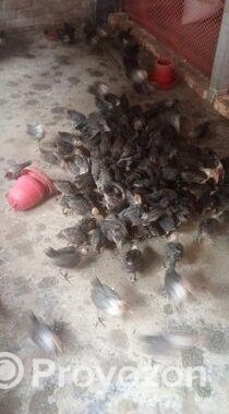 ফাওমি মুরগি